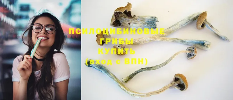 купить наркотик  Белово  hydra ссылки  Галлюциногенные грибы Psilocybine cubensis 